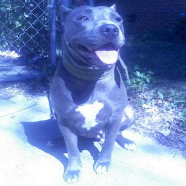Youngbloods Southern Boy Kennels Jasmine Pit Bull.jpg